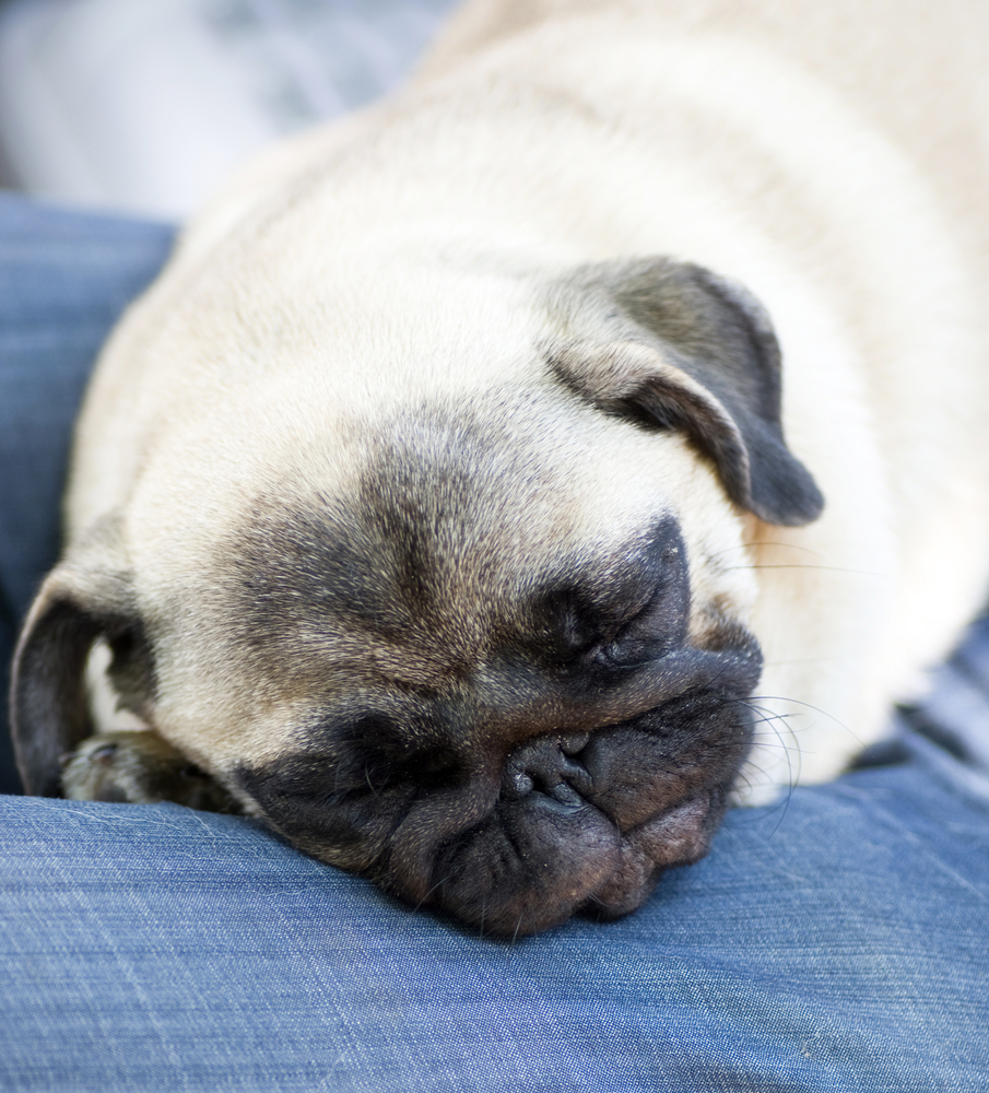 Il sonno di Fido