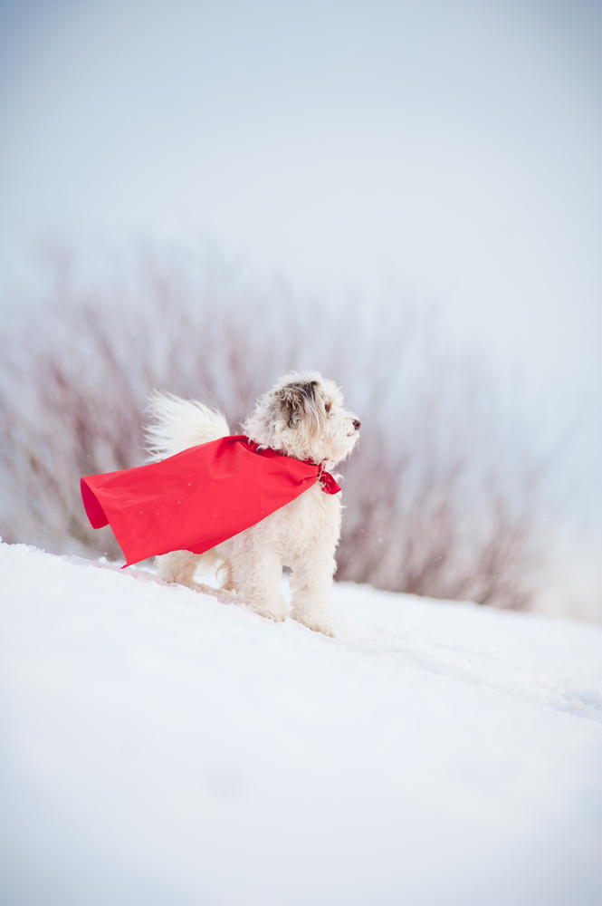 I superpoteri di Fido