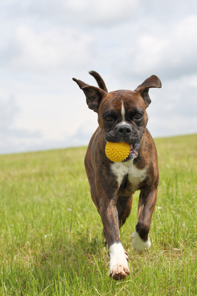 Un gioco sicuro per il tuo cane