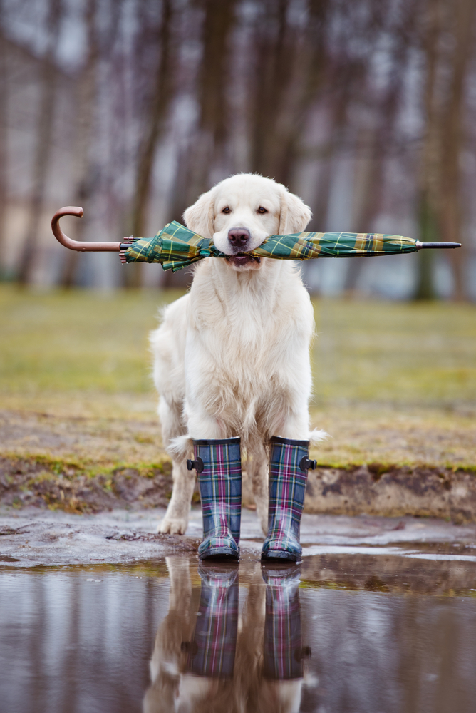Scarpe da cani...