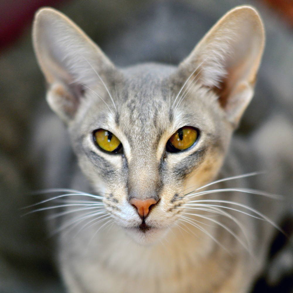 Vocabolario felino