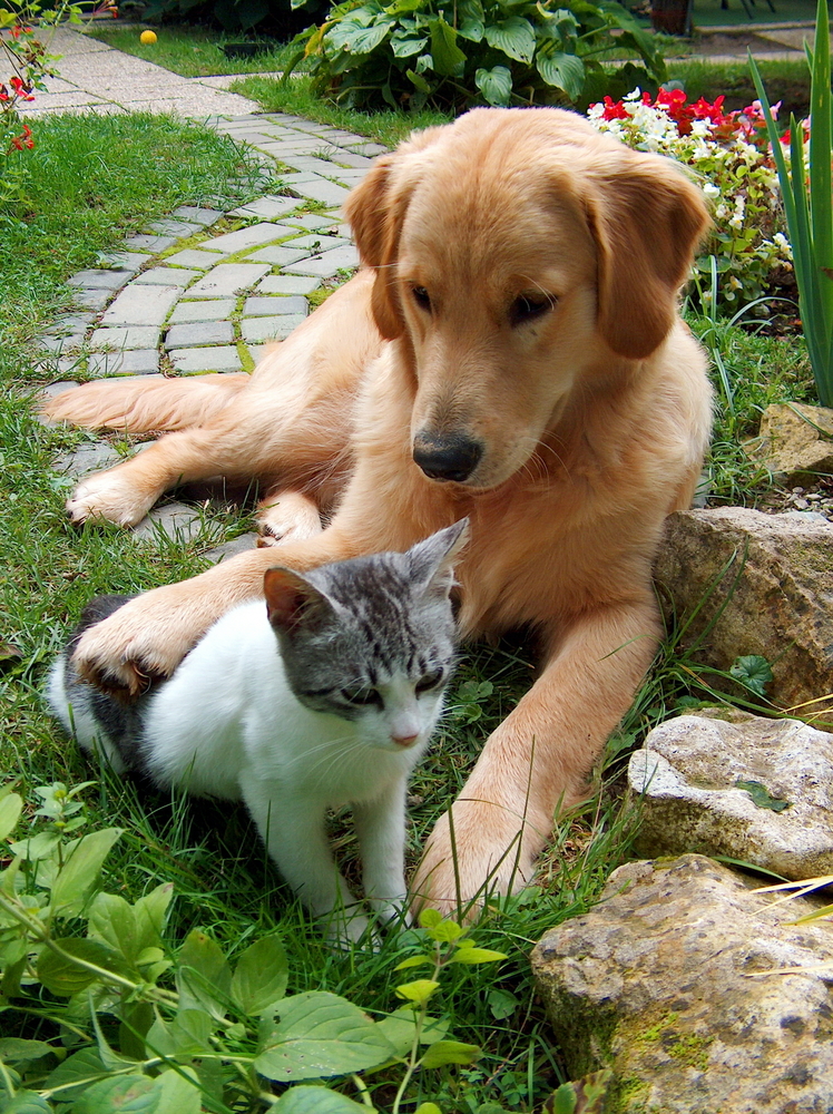 Vero e falso su cani e gatti