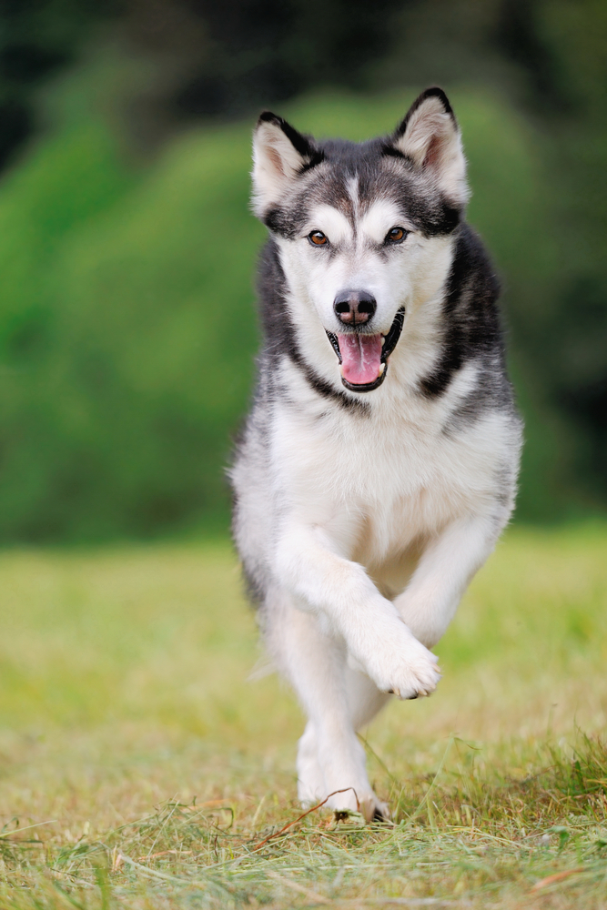 La scelta del cane