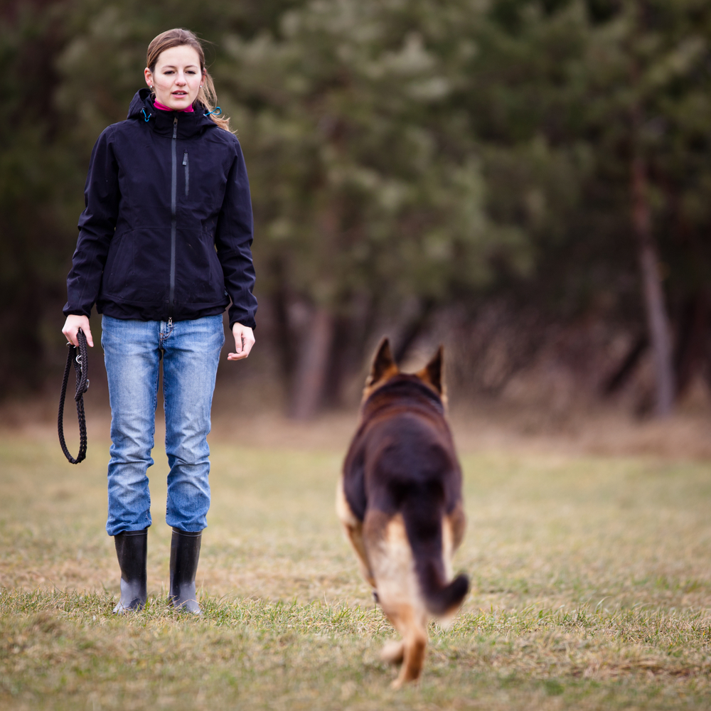Cani, l'addestramento 'olistico'