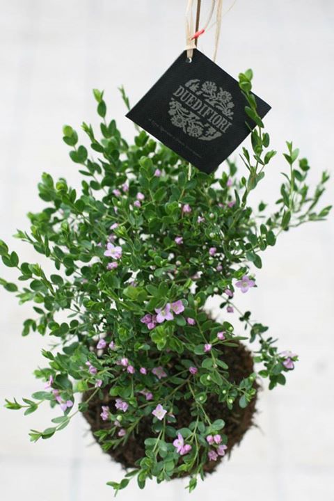 Crea il tuo String Garden!
