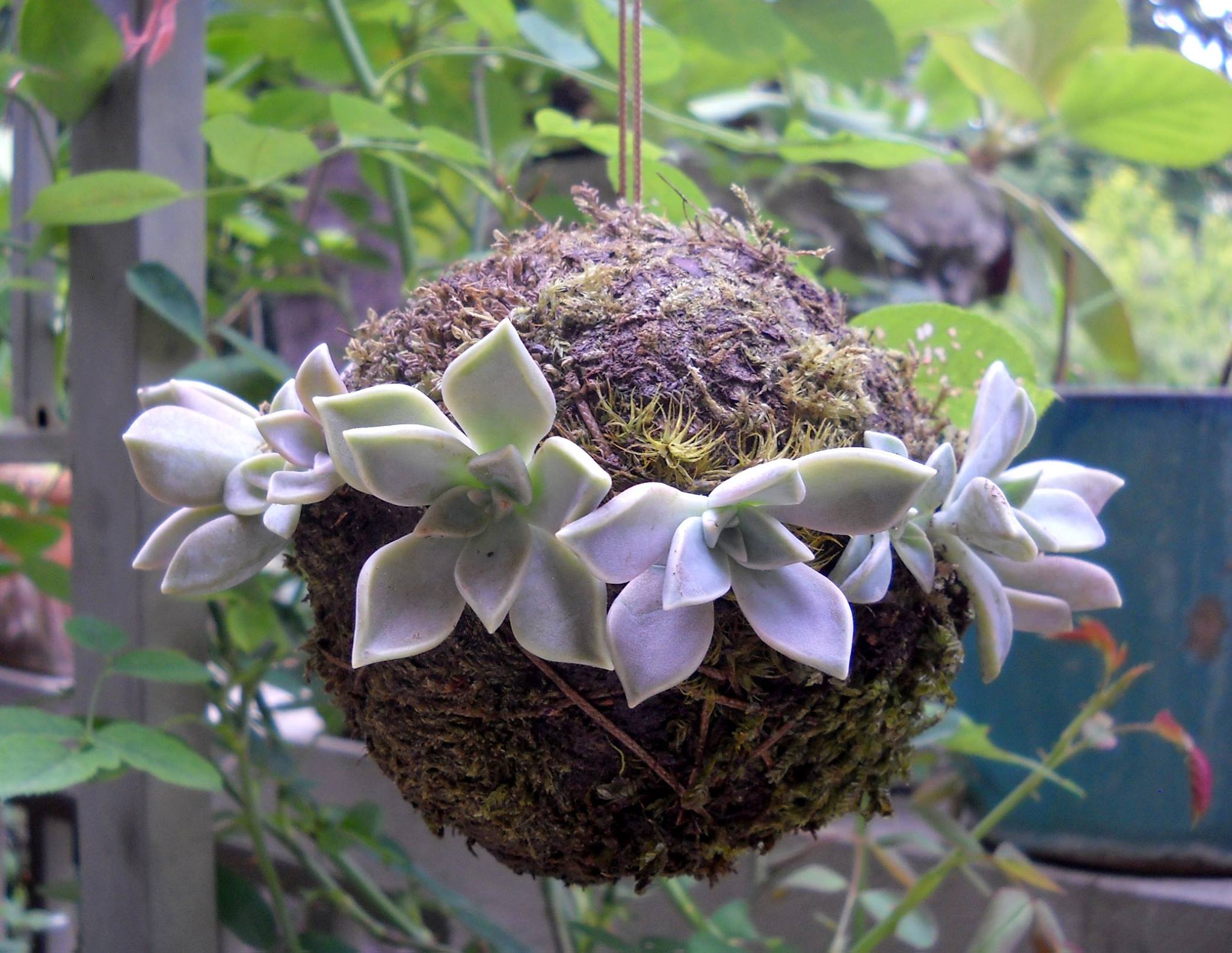 string_garden_8.jpg