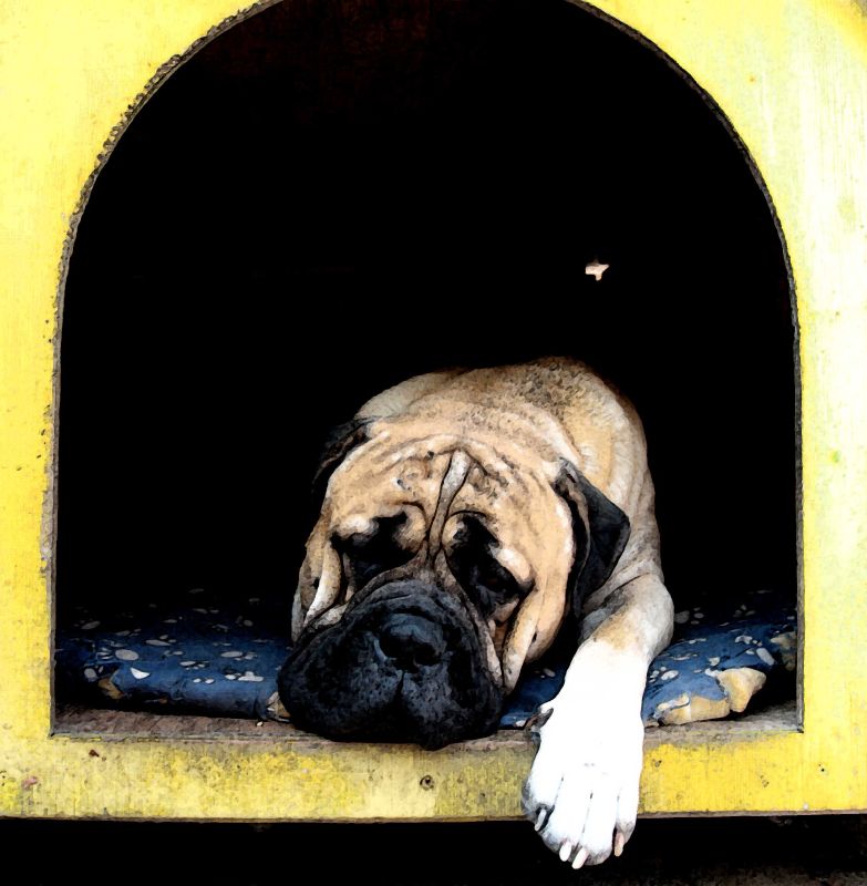 Cucce per cani: quale scegliere?