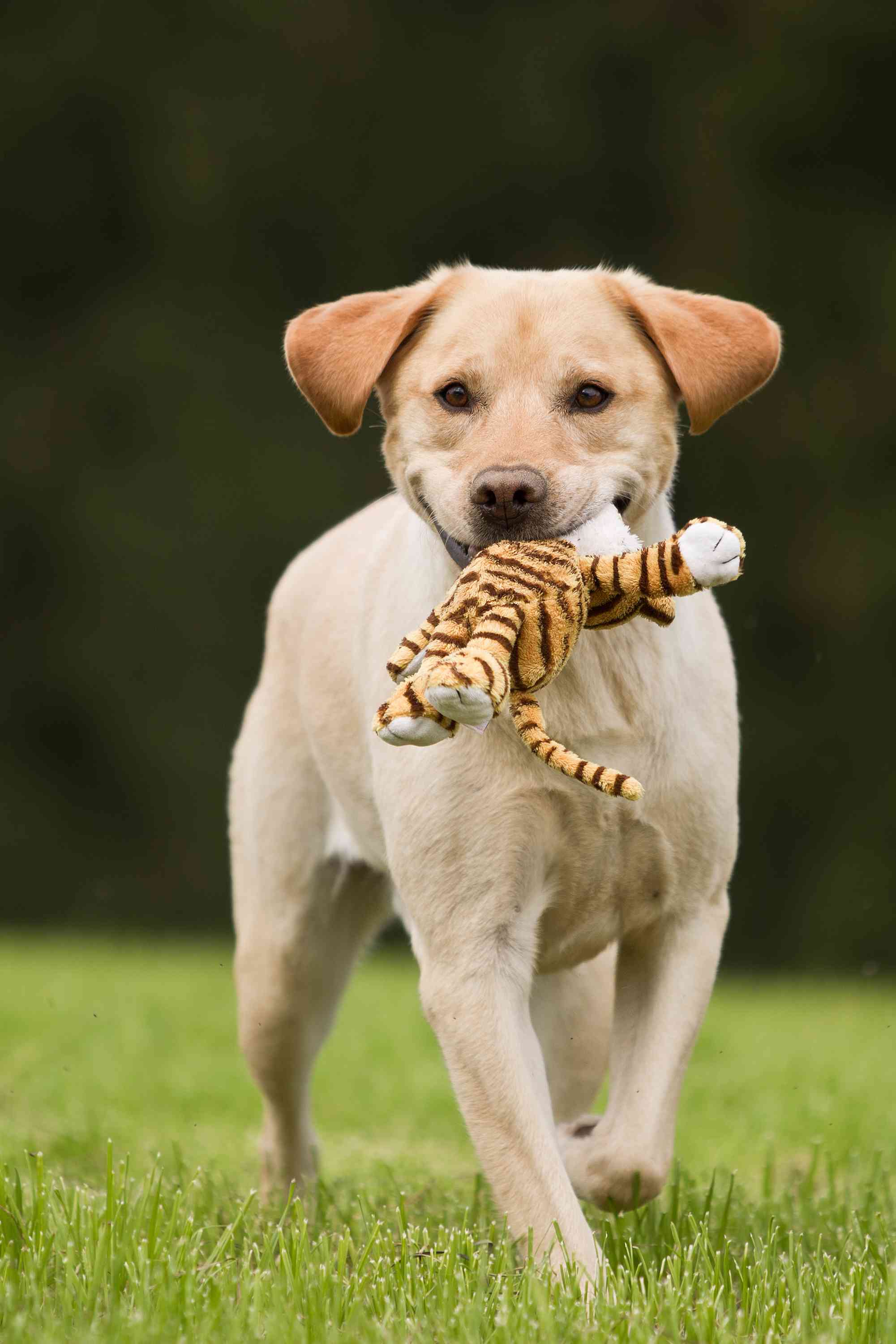 Cosa insegnare al cane