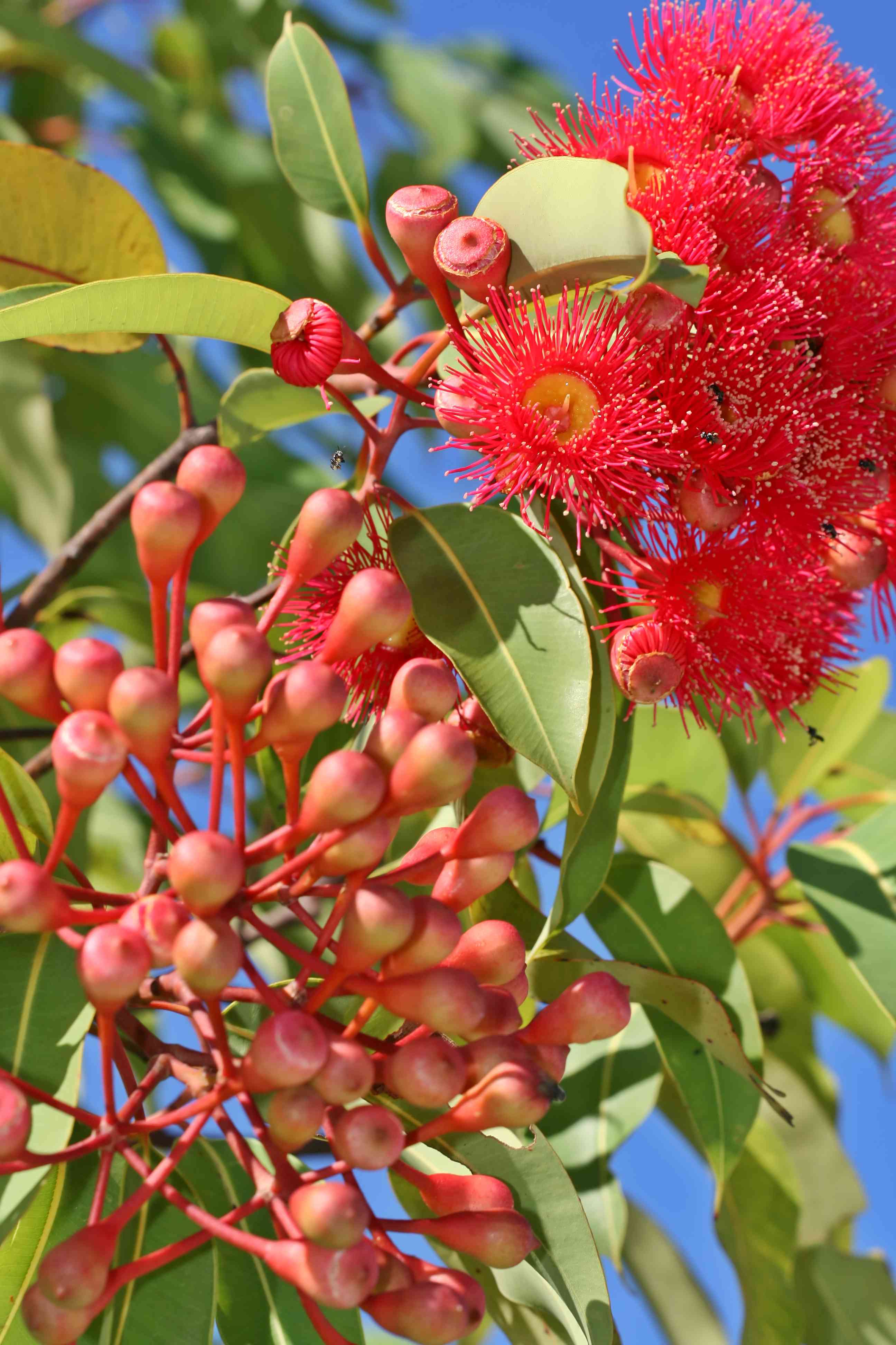 Fiori australiani: cosa sono e a cosa servono