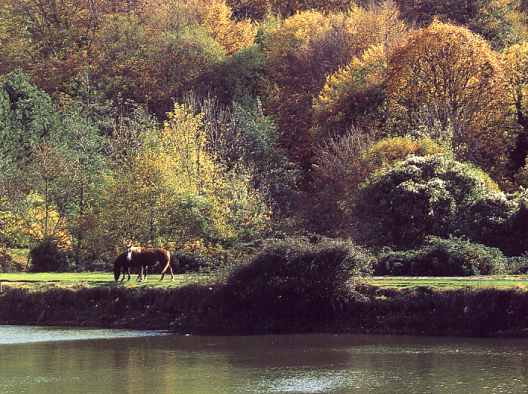 Foresta.jpg