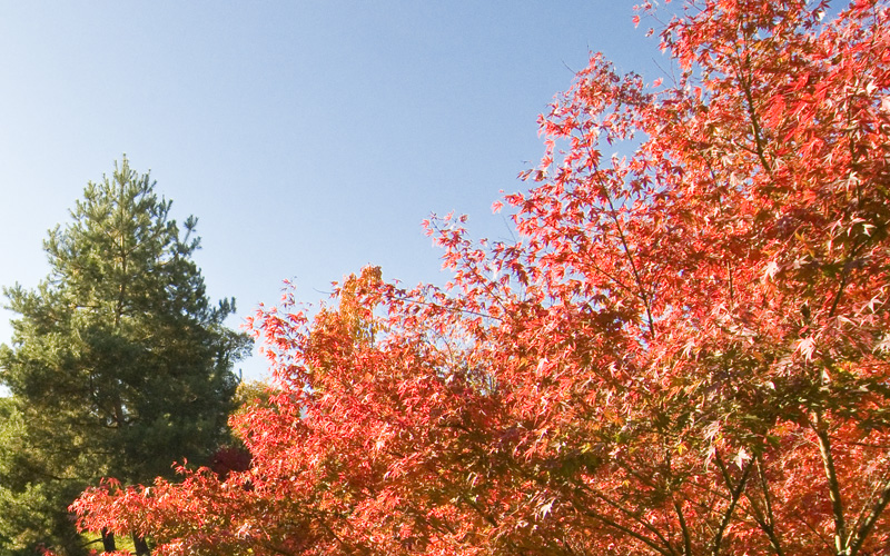 Herbstwald_01.jpg