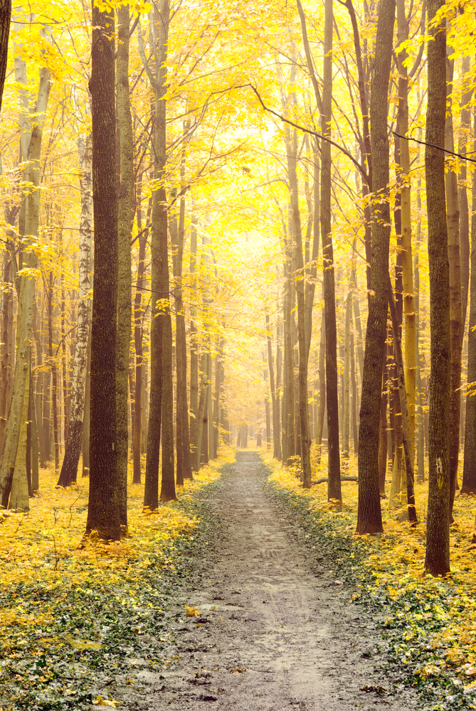 Foliage, 8 posti dove vedere lo spettacolo degli alberi a colori