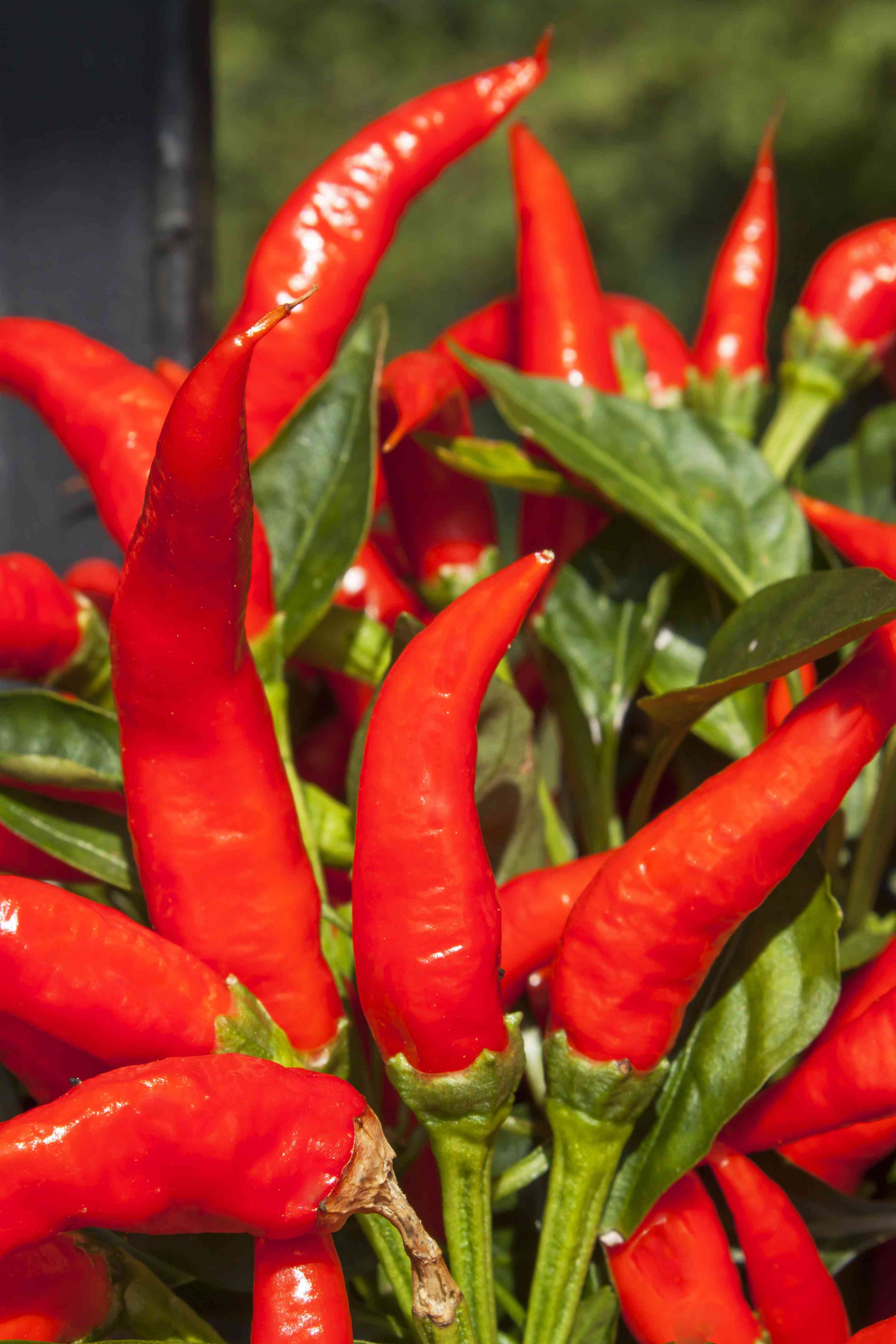 Come coltivare il peperoncino in casa: la guida