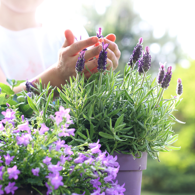 7 motivi per coltivare la lavanda