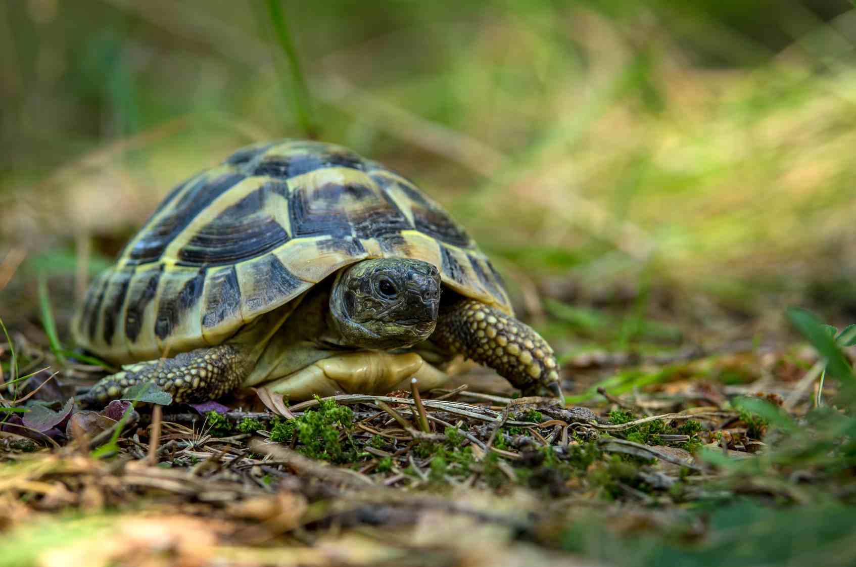La tana della tartaruga