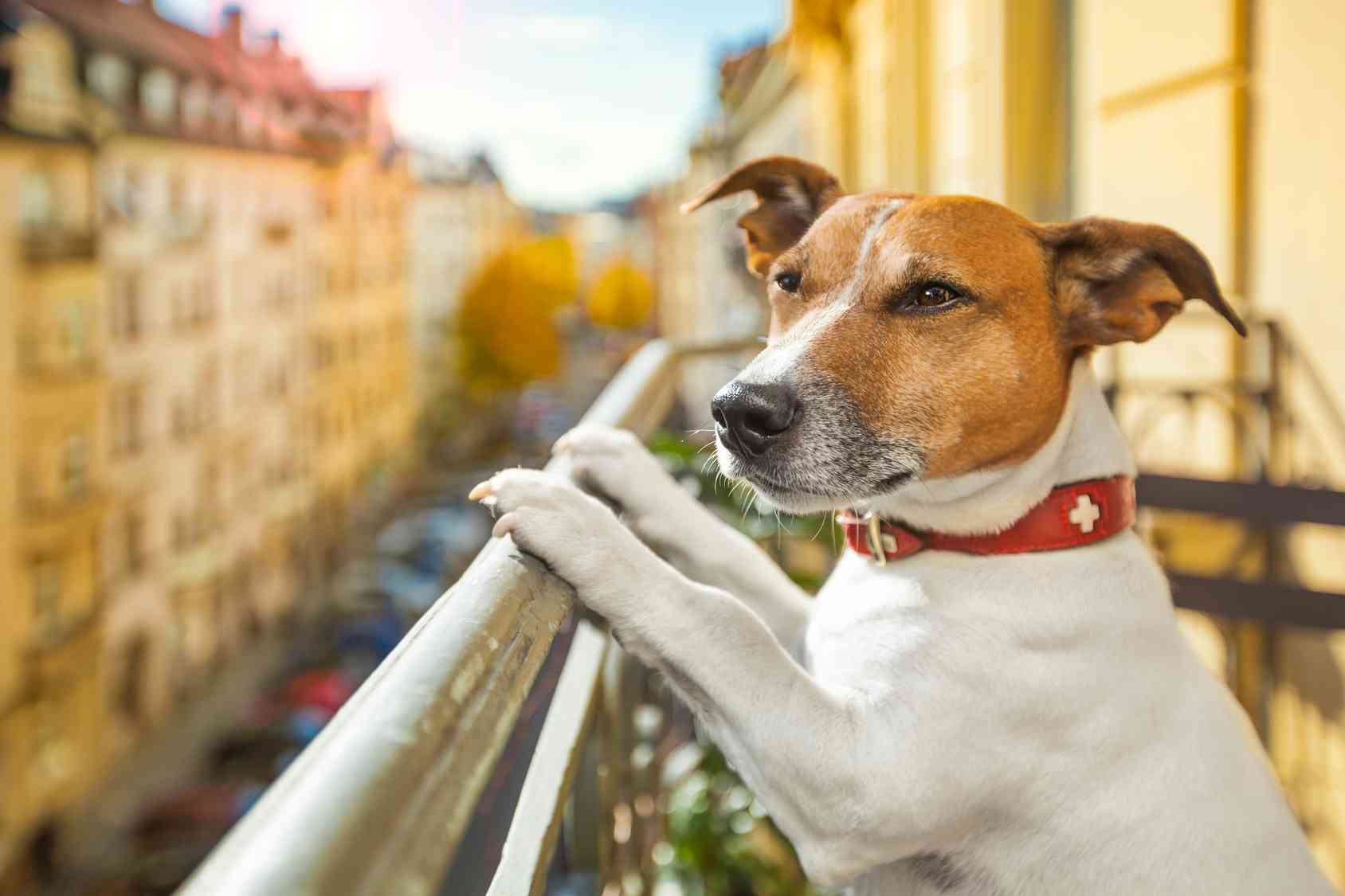 Cane che abbaia di notte: cosa fare? Ecco i rimedi