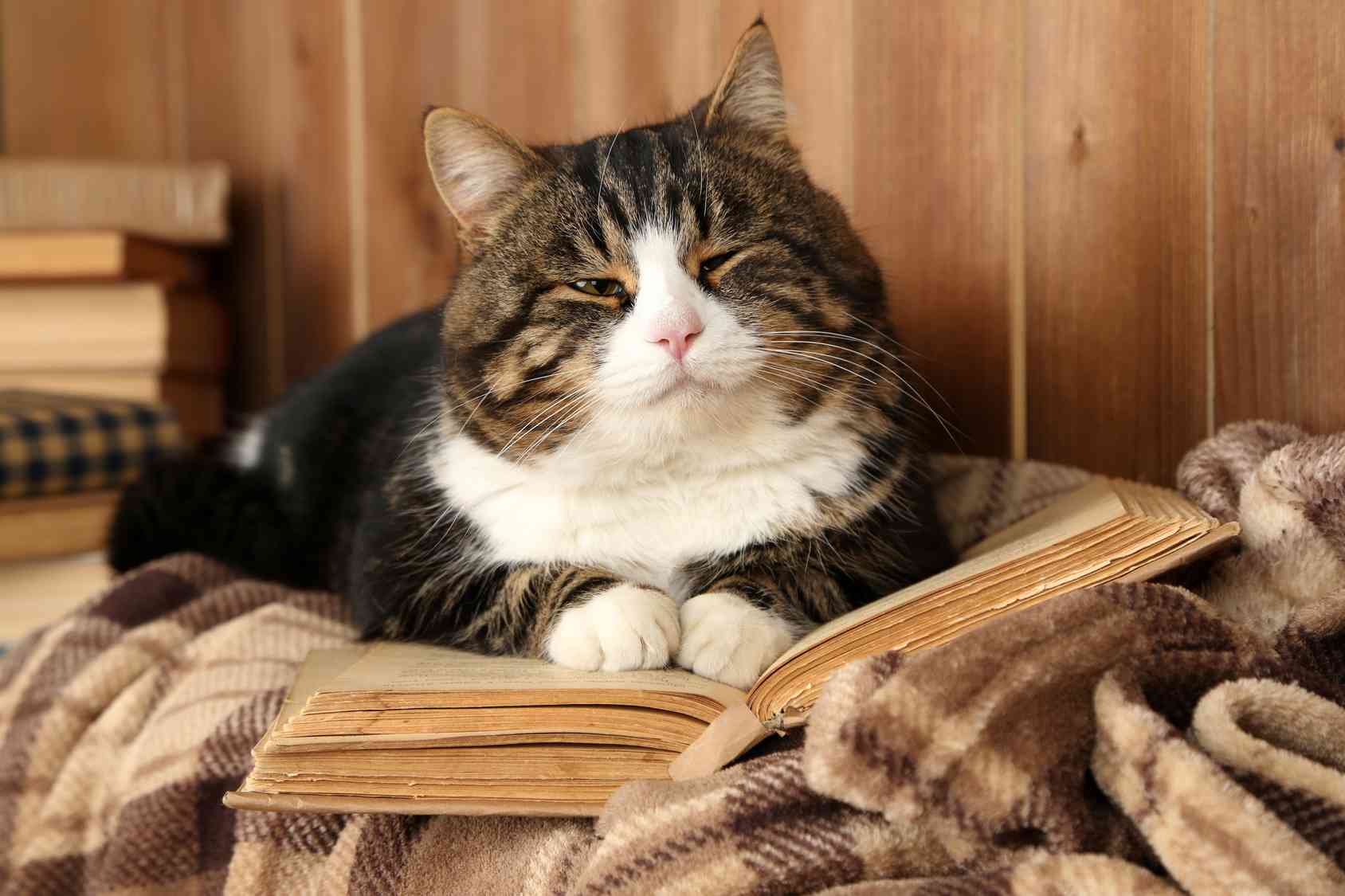 Come allevare ed educare un cucciolo di gatto