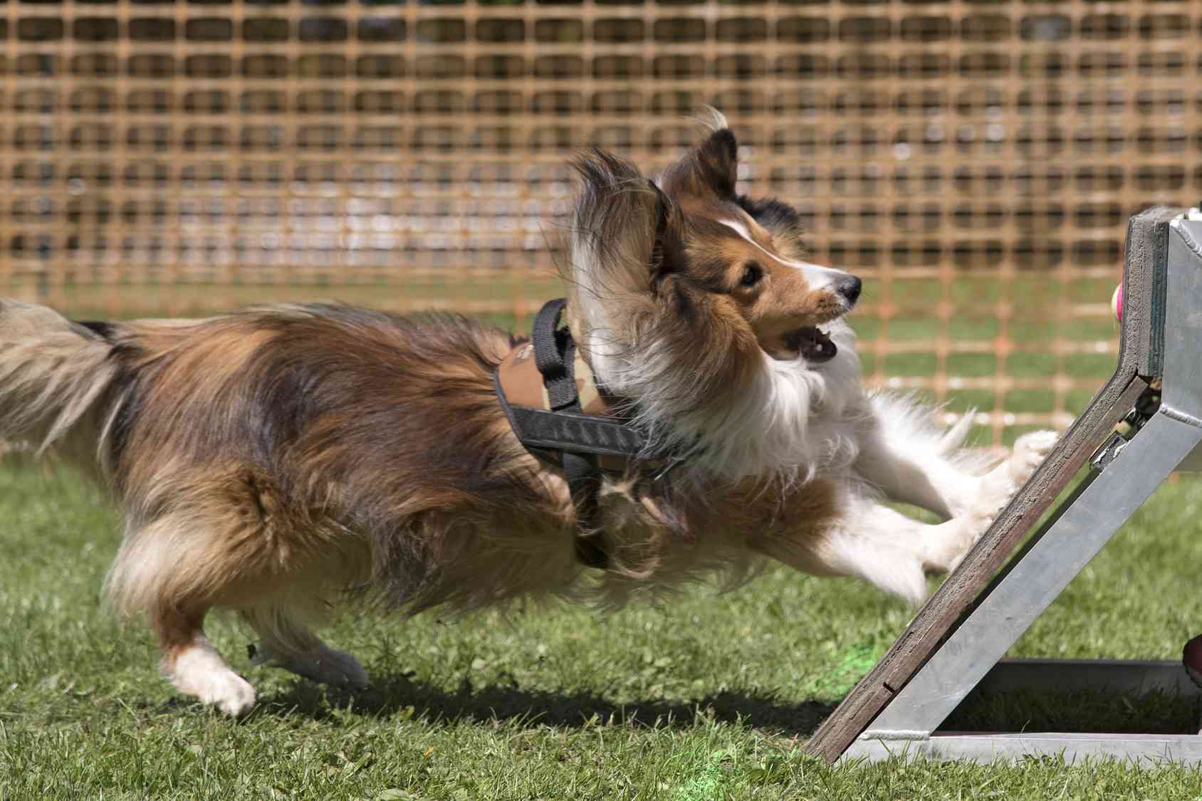 Come costruire giochi intelligenti per cani: la guida