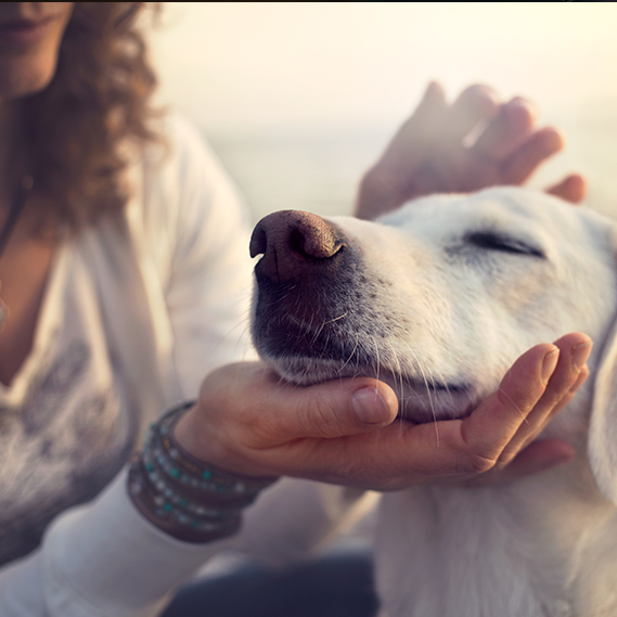 I nostri animali comprendono quello che diciamo. Lo dice la scienza