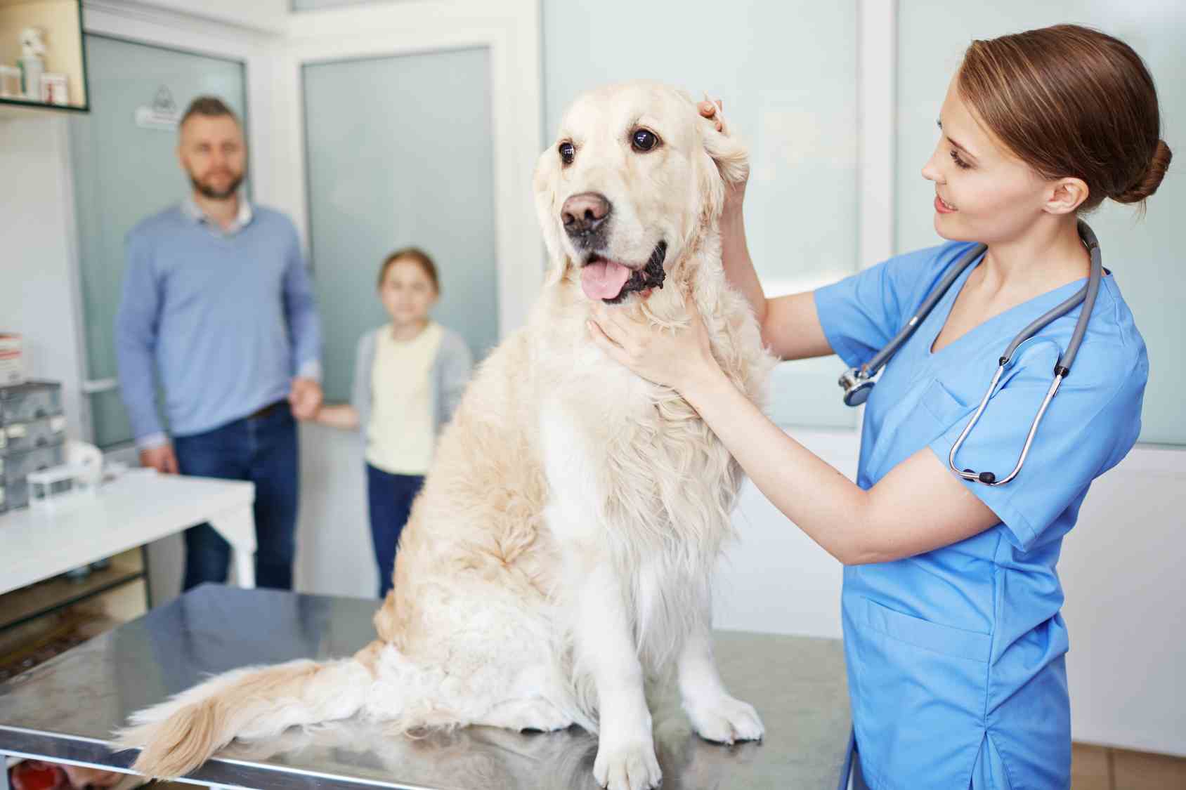 Spese veterinarie detraibili 2017: la guida completa