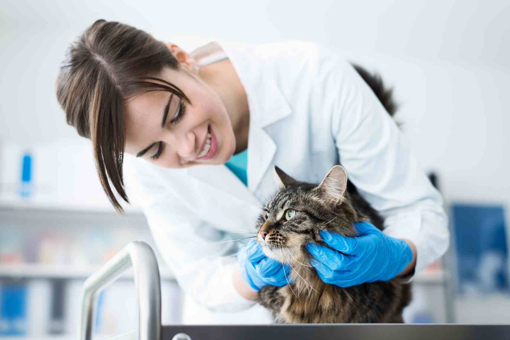 Sterilizzazione del gatto: costi, decorso post operatorio e dieta