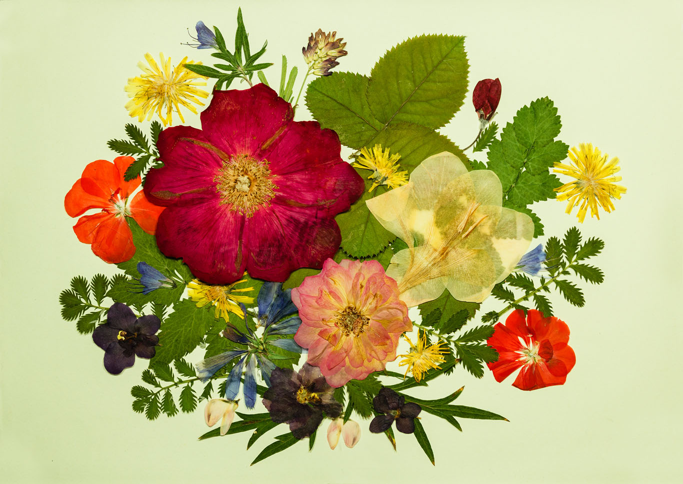 cornici-a_giorno-decorare-pareti-casa-fiori-pressati.jpg