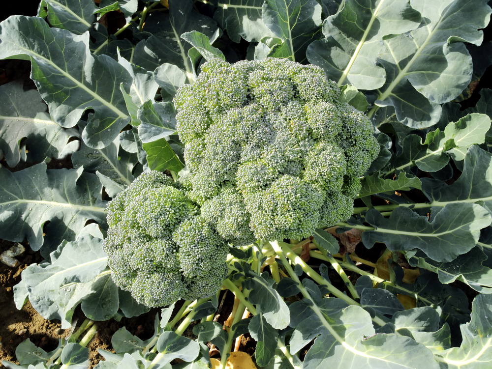 broccoli-seminare-coltivare_1_0.jpg