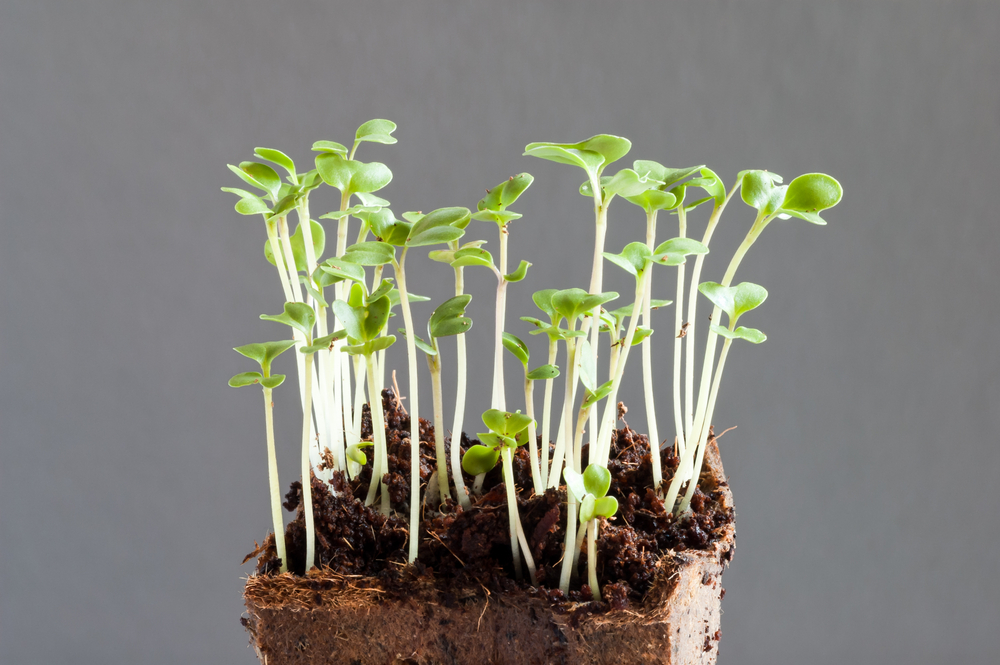 broccoli-seminare-coltivare_2.jpg