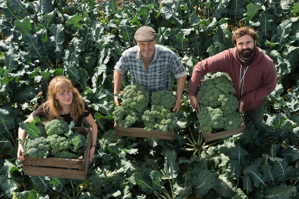 broccoli-seminare-coltivare_4.jpg