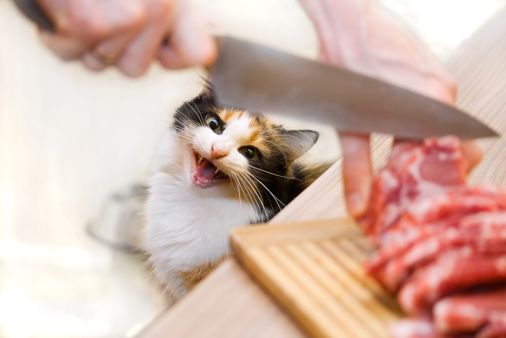 Giornata del Gatto: il menu a tema che farà impazzire anche il tuo micio.