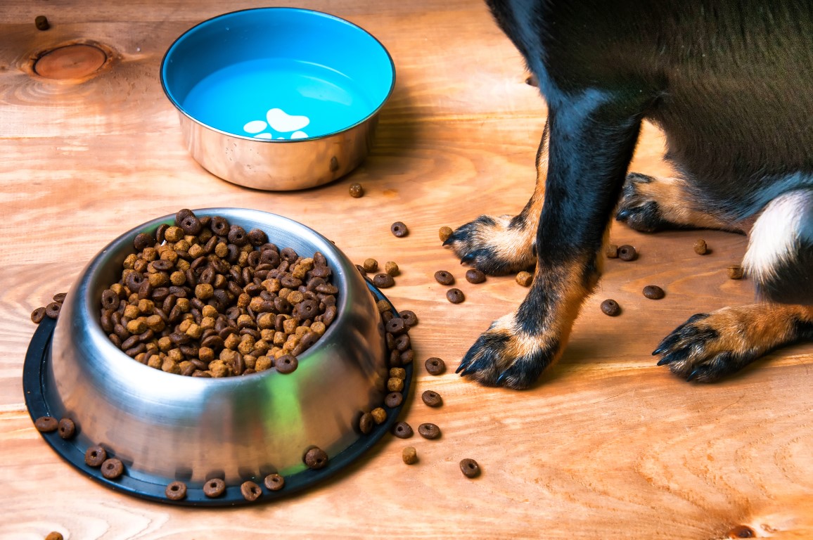 Come pulire e igienizzare le ciotole di cane e gatto in maniera naturale