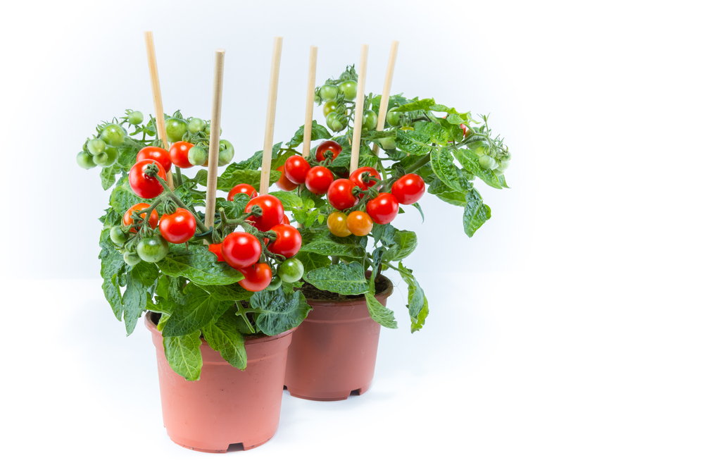 Orto sul balcone, come coltivare i pomodori ciliegini in vaso