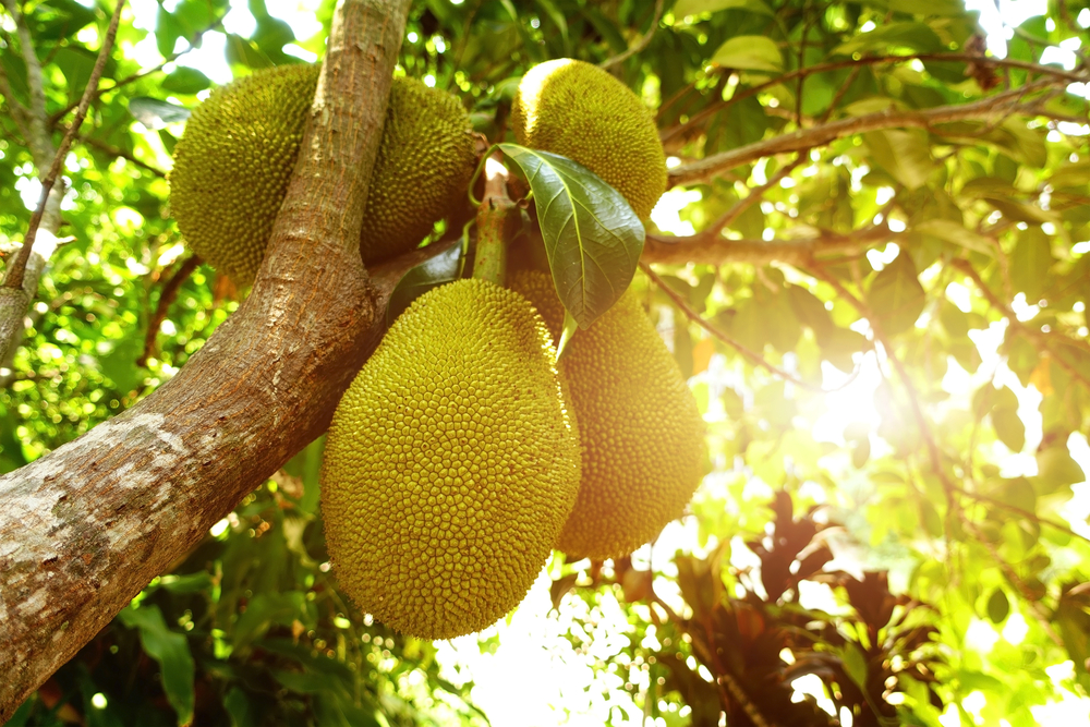 jackfruit-sapore-proprieta_1_0.jpg