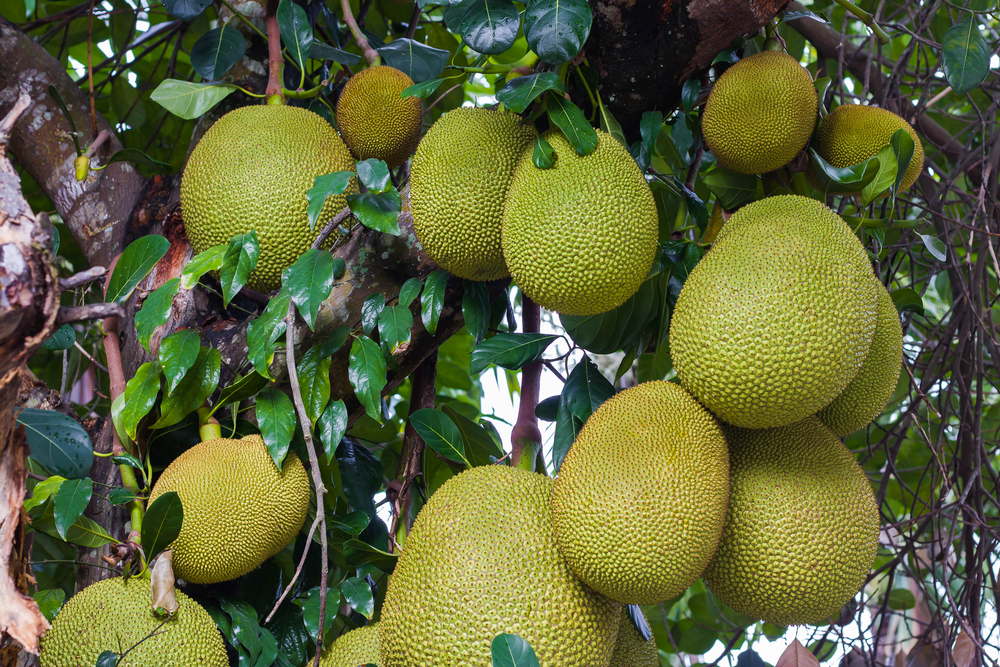 jackfruit-sapore-proprieta_2.jpg