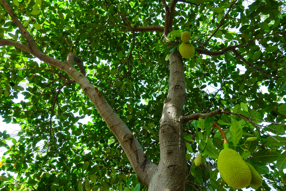 jackfruit-sapore-proprieta_7.jpg