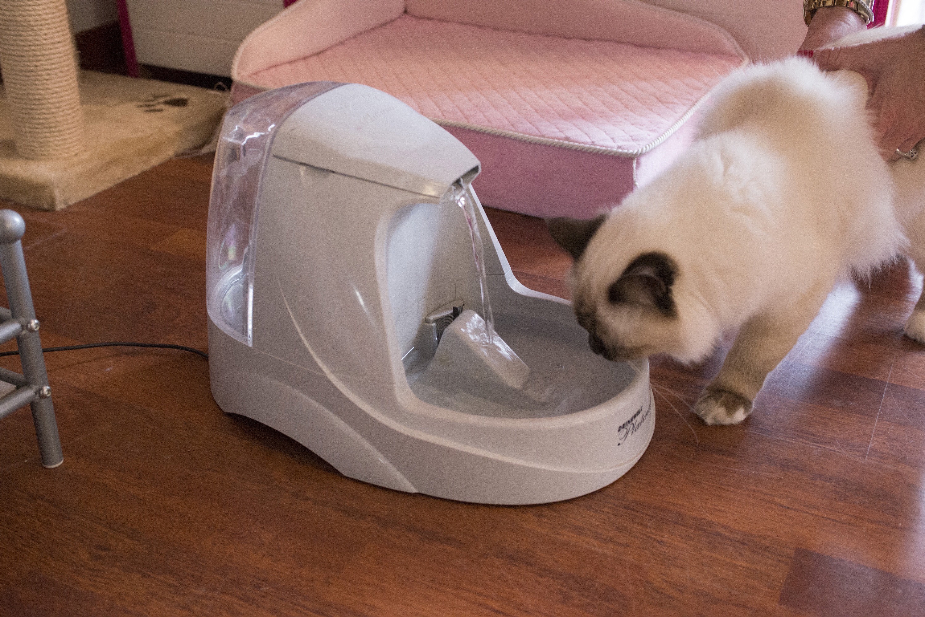 cat_fontana.jpg