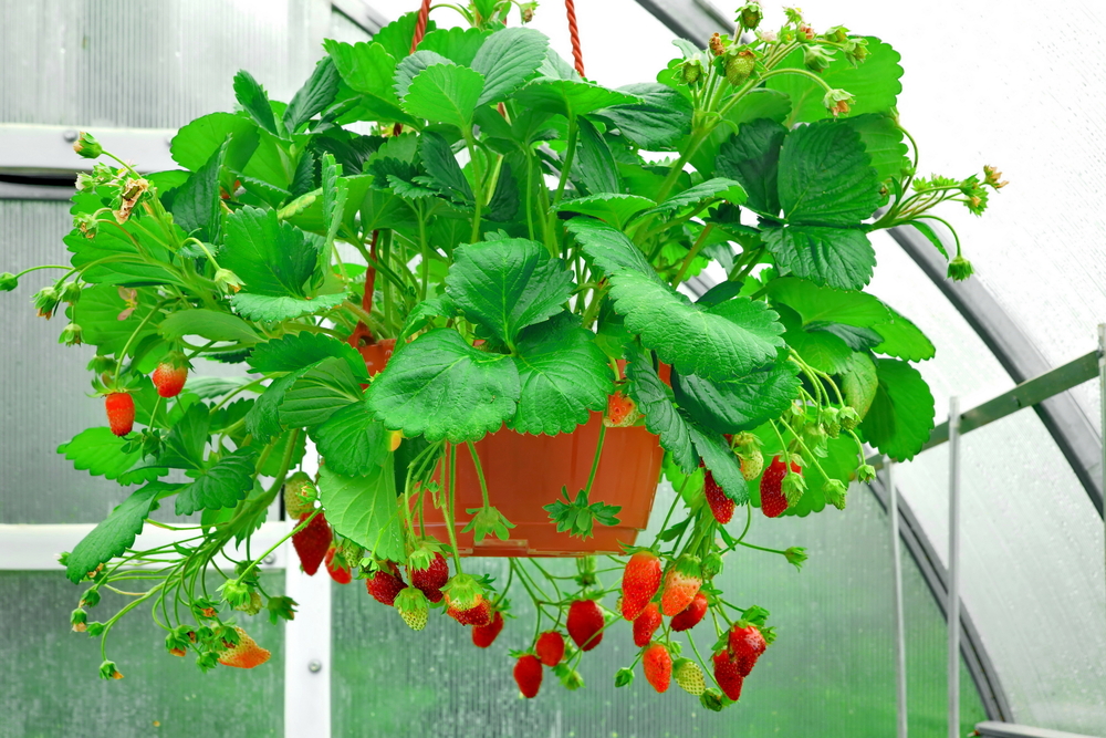 fiori-balcone-pendenti-fragole.jpg