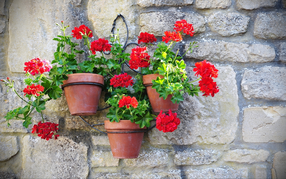 fiori-balcone-pendenti-gerani.jpg