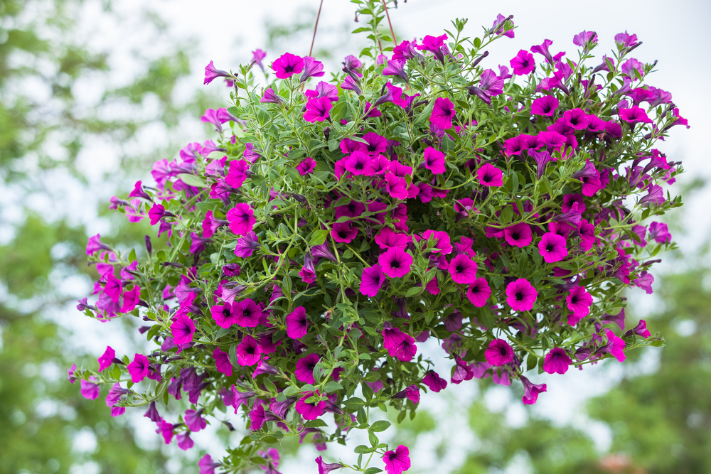 Fiori da balcone pendenti, i più belli da appendere in estate