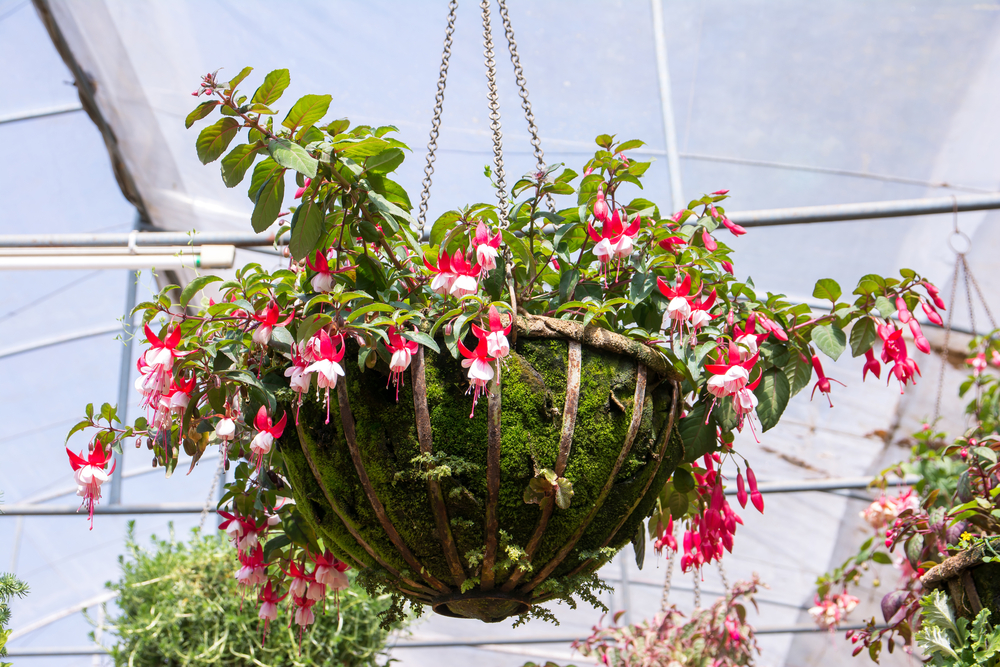 fiori-pendenti-balcone-fucsia.jpg