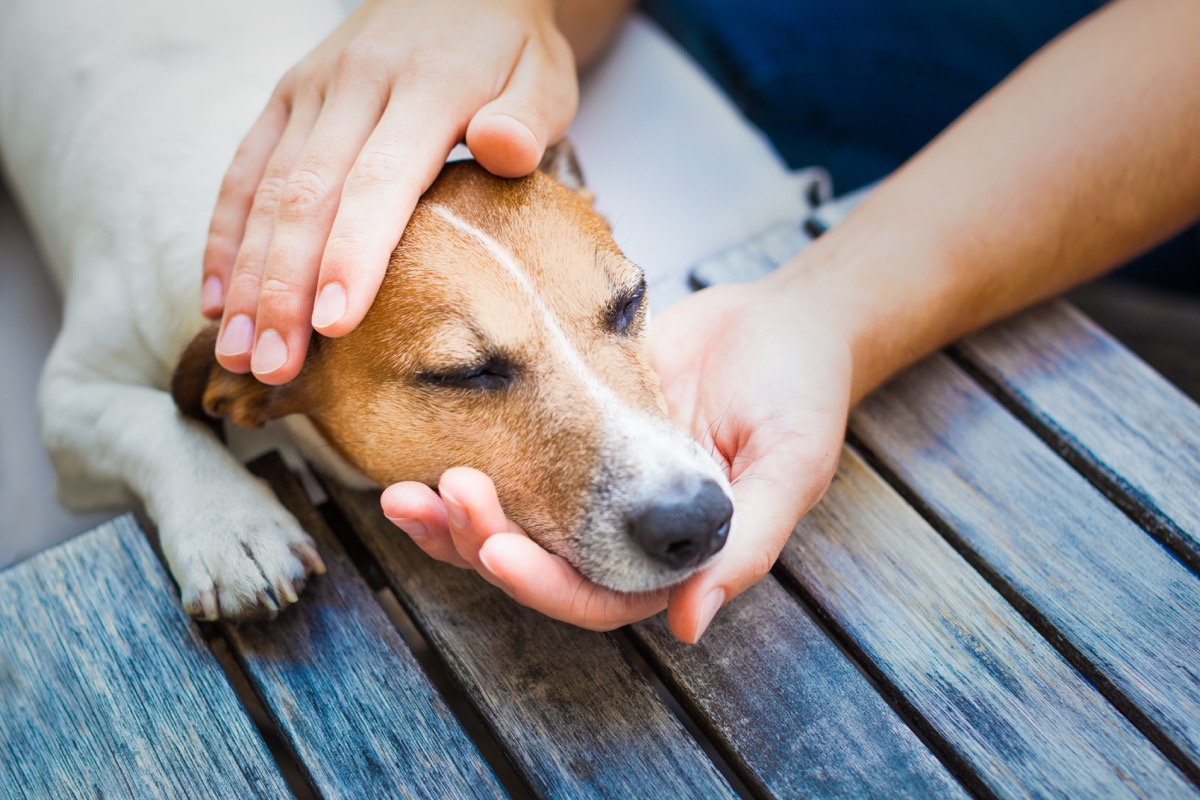 Cosa fare se il cane vomita: come intervenire e quando chiamare il veterinario