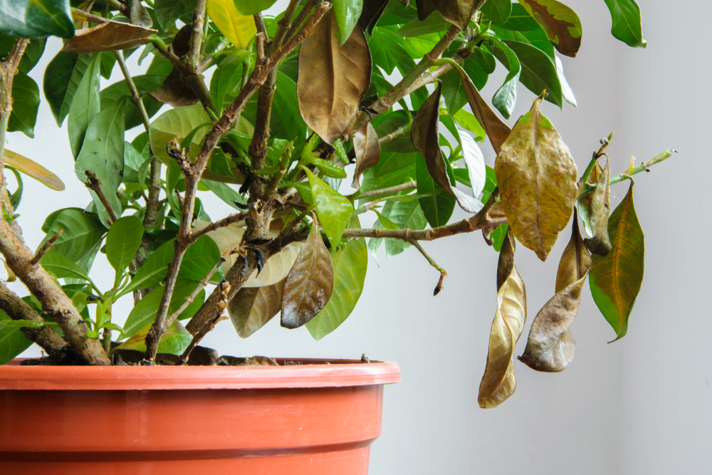 Gardenia secca: cosa fare?