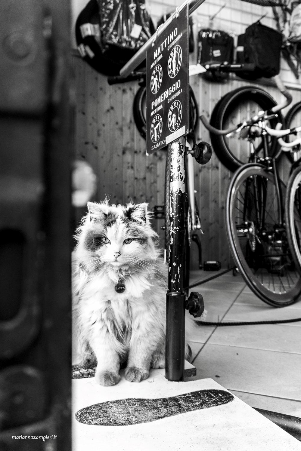 Baffo-CatWork.gif