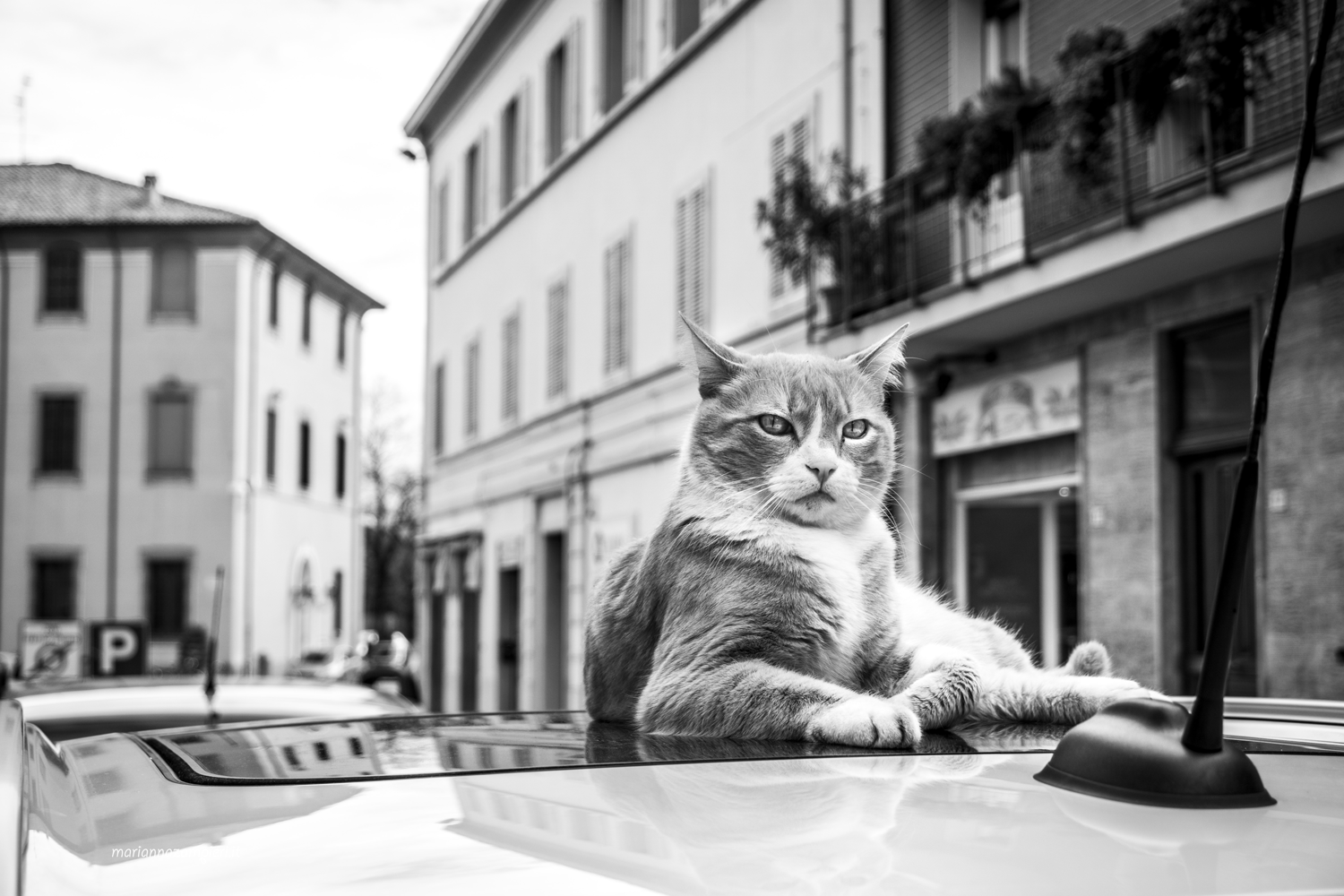Gino-SindaGatti.gif