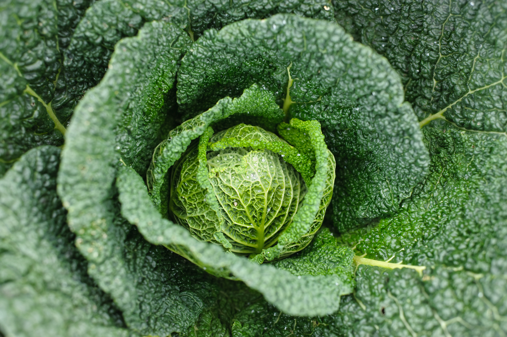 Come coltivare la verza: 5 consigli utili