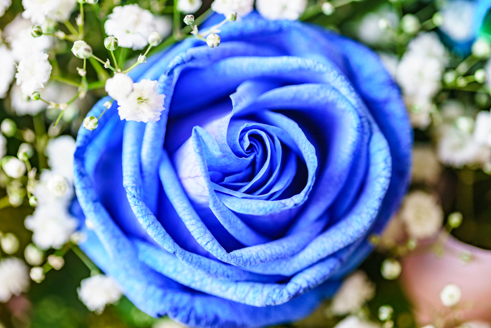 cosa-regalare-natale-a-chi-ama-giardinaggio-fiori-rari.jpg