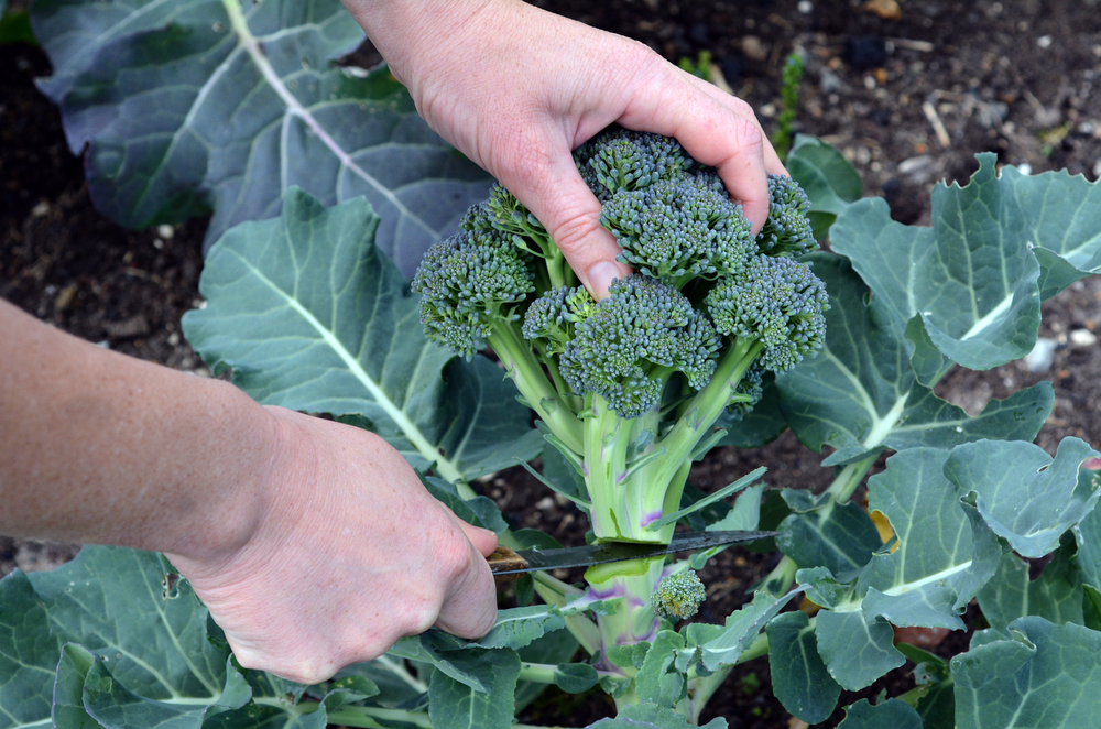 Coltivare i broccoli calabresi: 11 consigli utili