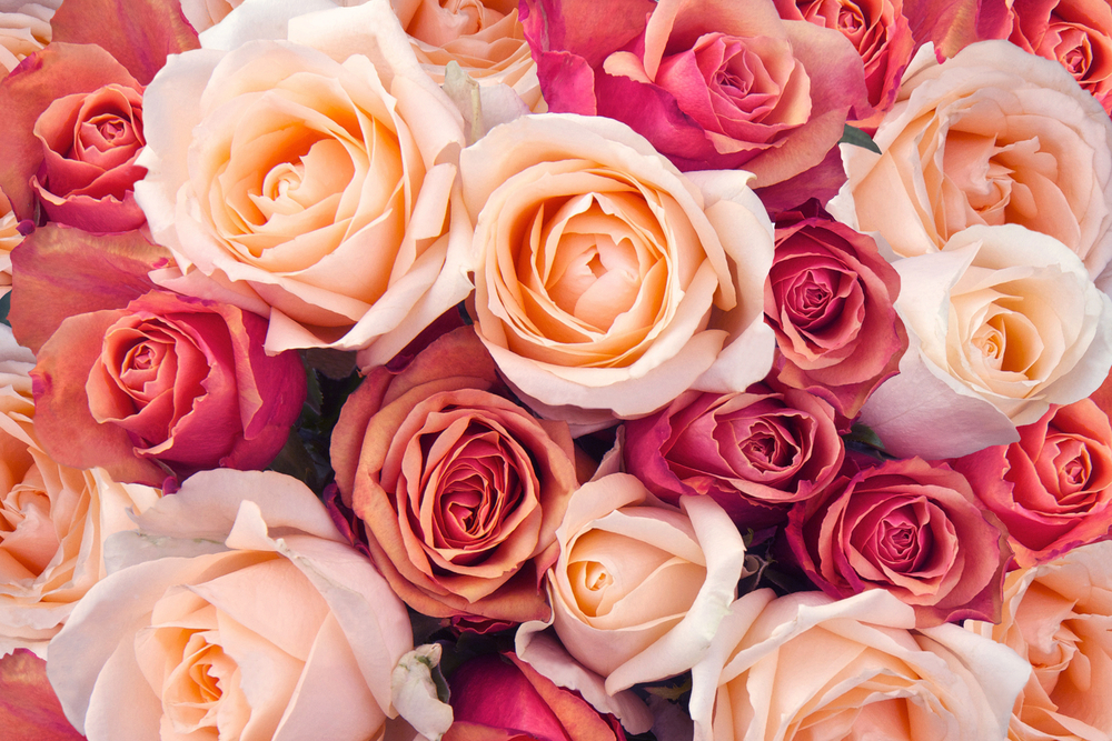 Come conservare le rose recise per mantenerle fresche o essiccarle