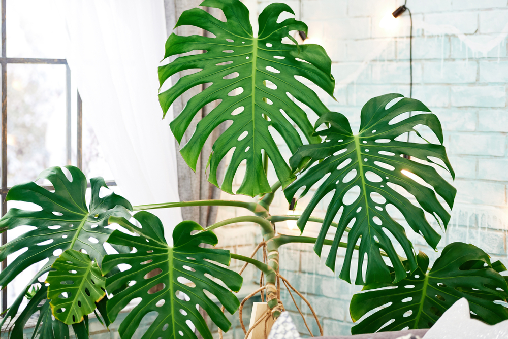 piante-adatte-ufficio-monstera.jpg