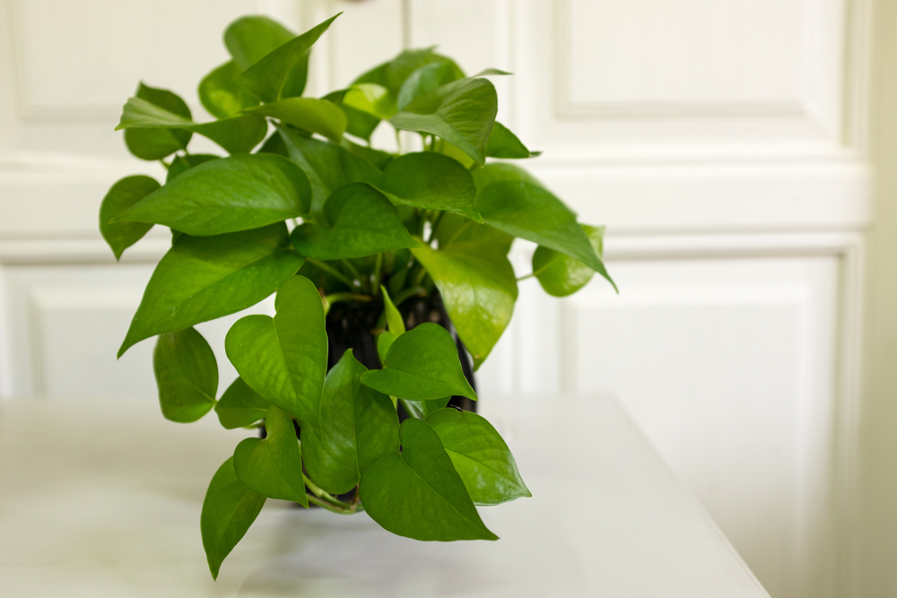 piante-adatte-ufficio-pothos.jpg